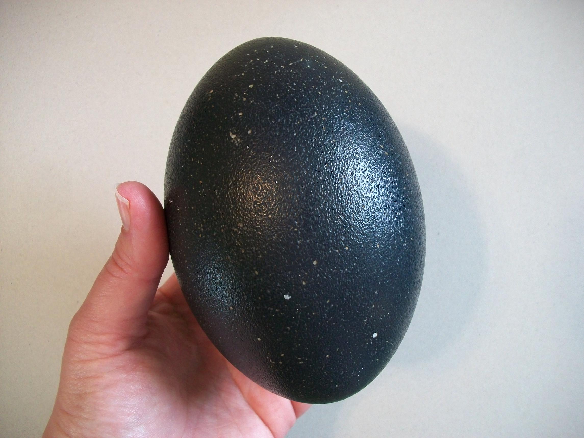 Real Emu Egg Shell Hollowed-out - Etsy