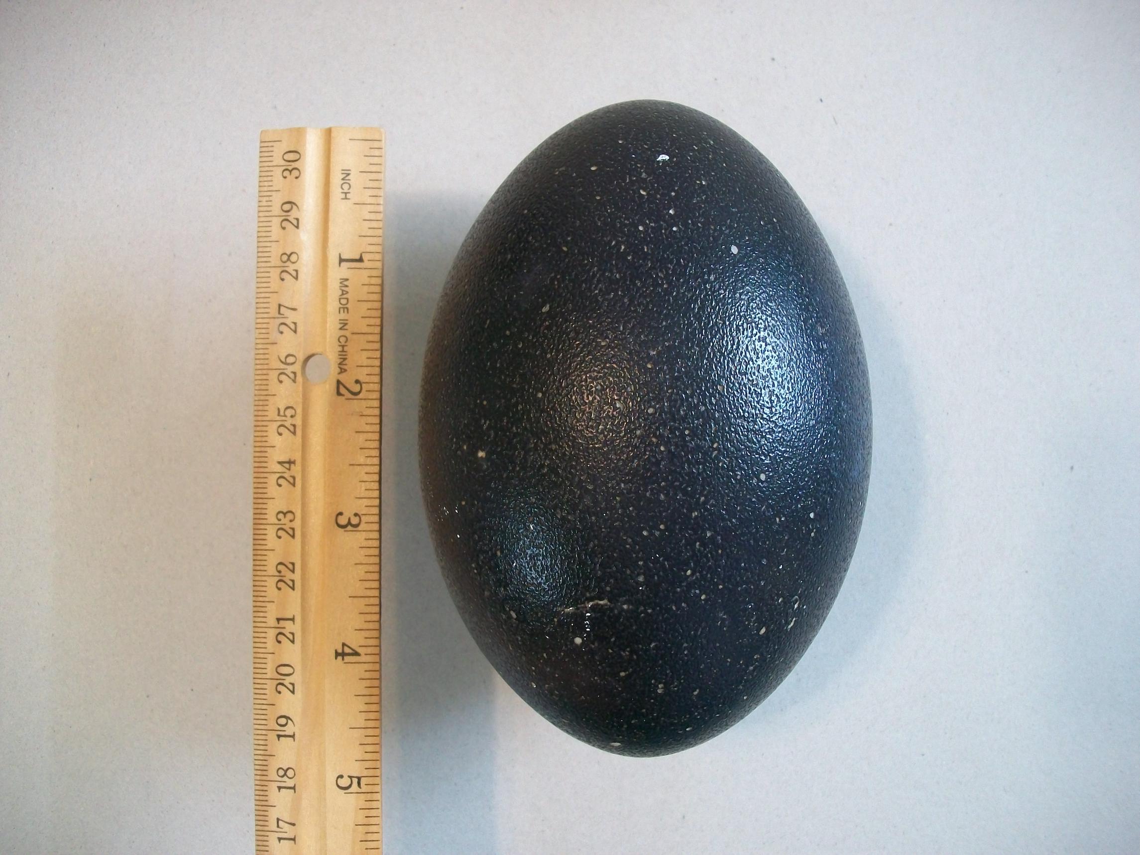 Real Emu Egg Shell Hollowed-out - Etsy