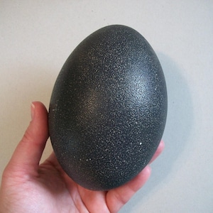 May include: A large, dark gray egg with a speckled texture. The egg is oval-shaped and appears to be an ostrich egg. The egg is held in a hand.