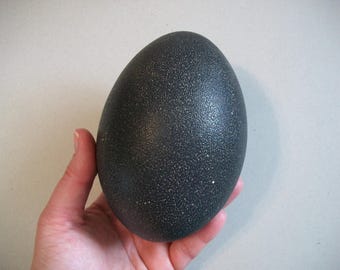 Real Emu Egg Shell Hollowed-Out