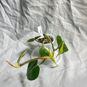 Philodendron Silver Stripe 2&quot; pot – Rooted Cutting EXACT PLANT – RARE Variegated Houseplant