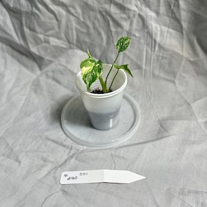 Monstera Deliciosa Albo Variegata Starter Plant 2&quot; Pot – EXACT PLANT – RARE Live Houseplant