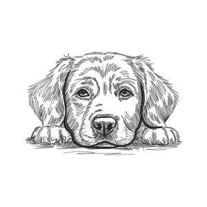 以下が含まれることがあります： 犬の顔の精巧な白黒イラスト。目と鼻に焦点を当てています。犬は横たわっており、足が見えます。スタイルはペンとインクの描画を彷彿とさせます。