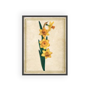 Botanical Daffodil Framed Poster, March Birth Flower Wall Art, Nature Lover Gift, Birthday Gift for March, Floral Home Decor, Spring