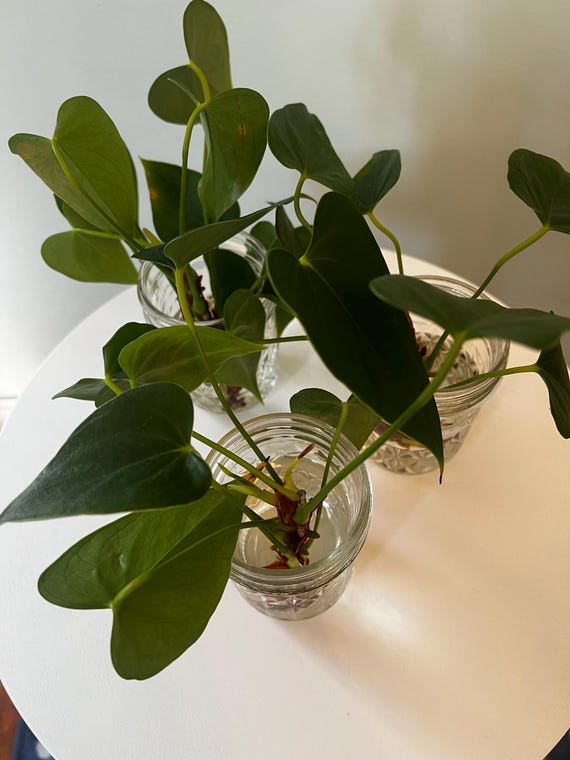 Anthurium Cutting  Flamingo Flower / Tailflower UNROOTED Cutting - Etsy
