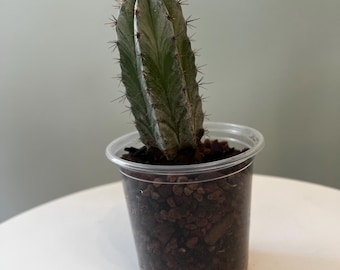 Gestreifter Polaskia Chichipe Kaktus - 3 "Lebende Topfpflanze