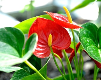 Anthurium Steckling – Flamingoblume UNROOTED Steckling
