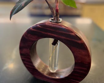 Pink Princess Philodendron ROOTED Steckling - Seltene Aroid Zimmerpflanze - Lebendige Vielfalt - Einfach zu züchten