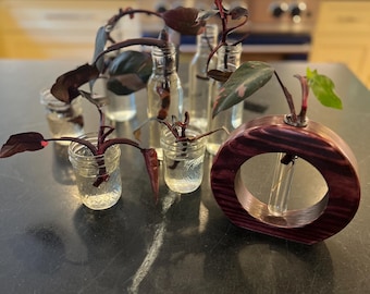 Pink Princess Philodendron UNROOTED Steckling - Seltene Aroid Zimmerpflanze - Lebendige Vielfalt - Einfach zu züchten