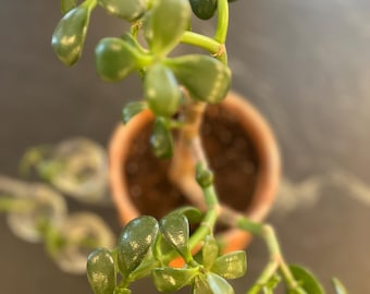 Unbewurzelte Jadestecklinge (2er Set): Crassula Ovata Vermehrungsstarter