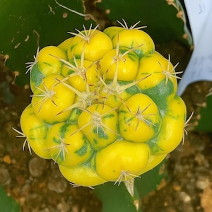 5-6cm Coryphantha Elephantidens – Live Succulent Cactus Garden Plant