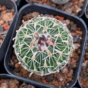 Phyllacanthus Cactus – 3-4cm Succulent Garden Potted Plant