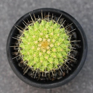 3cm Mammillaria Marksiana – Rare Flowering Cactus Succulent Plant – Rare Succulent Bonsai Plant - Exotic Succulent Bonsai
