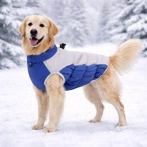 Peut inclure: Un chien Golden Retriever porte un manteau d'hiver matelassé bleu et blanc et se tient dans la neige. Le chien sourit, la langue sortie, et l'arrière-plan montre des arbres enneigés. Le manteau a un col haut et un design matelassé.