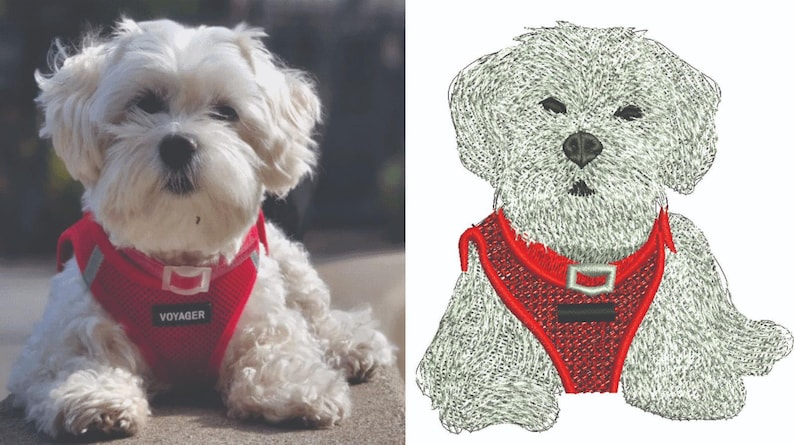 May include: A small, fluffy white dog wearing a red harness with the word "VOYAGER" on it. The dog is sitting on a concrete surface, looking directly at the camera. The harness has reflective strips.