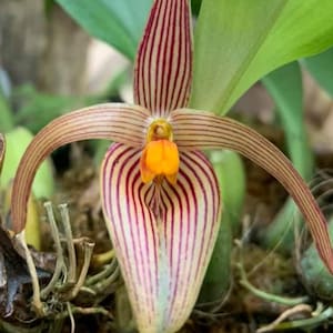 Bulbophyllum membranifolium (inunctum) pink 1 plant orchid bloom size rare orchid