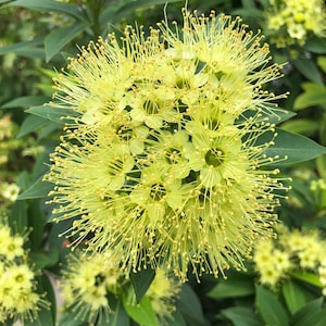 50  Xanthostemon chrysanthus, Golden Penda Golden Bouquet Tree Yellow Penda tropical evergreen tree 50 fresh / seeds