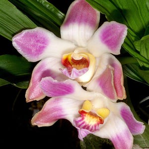 Chysis limminghei (4N) 1 plant Pink flower orchid collection Rare orchid species