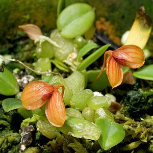 Bulbophyllum didymotropis 1 plant orchid species small size , plant for home & garden