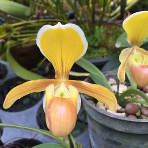 Mini Lady Slipper Orchid - Paphiopedilum halenae - Bloeigrootte plant