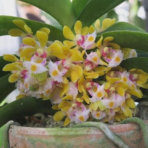 Gastrochilus obliquus 1 plant orchid species bloom size , plant for home & garden