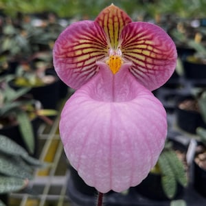 Paphiopedilum micranthum 1 plant orchidee bloei maat dame pantoffelorchidee