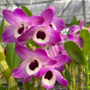 Dendrobium Nobile (Pink) 1 plant orchid hybrid  small size , plant for home & garden