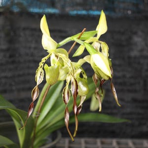 Paphiopedilum parochieii 1 plant orchidee bloeimaat dame pantoffelorchidee