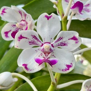 Orchid Vanda luzonica 1 plant beautiful Luzon Vanda rare and exquisite Philippine orchid