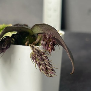 ORCHID Bulbophyllum albibracteum 1 plant Rare and beautiful tropical Orchid
