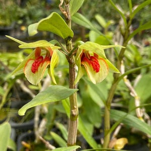 Dendrobium cruentum 1 plant orchid species bloom size , plant for home & garden