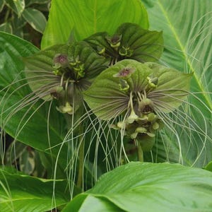 Tacca chantrieri &quot;&quot;Green&quot;&quot; 1 Pflanze - Rhizom die grüne Fledermaus - eine seltene und exotische Tropenpflanze