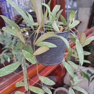 Rare Hoya Sigillatis: Live Wax Plant in 4&quot; Pot