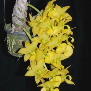 Cycnodes Jumbo Puff ( Fragrant ) 1 plant orchid bloom size rare orchid hybrid