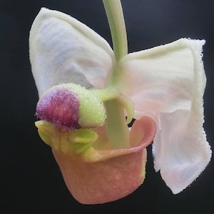 Orchid Coryanthes trifoliata 1 plant Pink flower orchid collection Rare orchid species