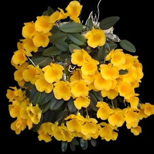 Dendrobium jenkinsii 1 planta especie de orquídea tamaño pequeño, planta para hogar y jardín