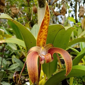 Orchid Bulbophyllum polystictum 1 plant Large flower orchid collection Rare orchid