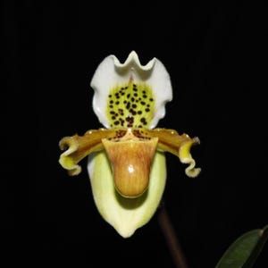 Paphiopedilum exul 1 plant orchidee bloei maat dame pantoffelorchidee