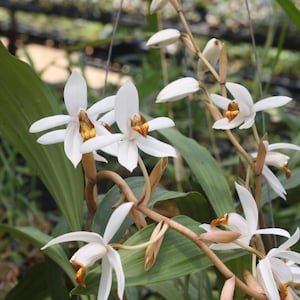Orchid Coelogyne pachystachya 1 plant orchid tropical flower orchid