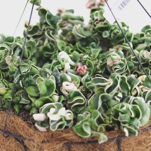 Hoya Compacta variegated 1 Plant