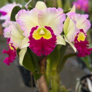 Cattleya Rlc.Ann Joy No.2  1 plant Pink Cattleya orchid collection Rare orchid hybrids