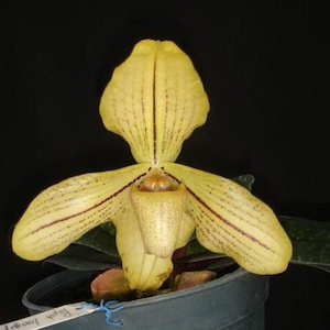 Paphiopedilum josianae 1 plant orchidee bloeimaat dame pantoffelorchidee