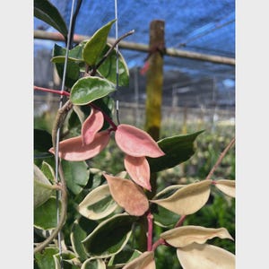 Variegated Hoya Carnosa Compacta: Rare Pink Wax Plant Live Vine