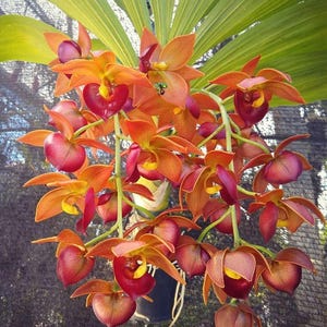 Cycnodes Taiwan Gold &#39;Orange&#39; 1 plant orchid bloom size rare orchid hybrid