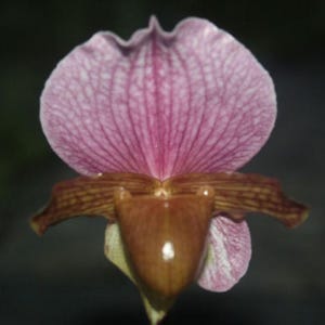 Paphiopedilum charlesworthii 1 plant orchidee bloeimaat damesslipper orchidee