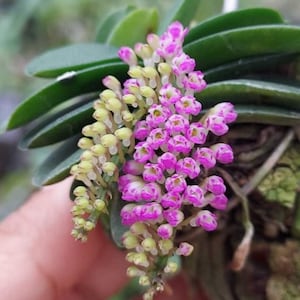 Schoenorchis fragrans (miniature orchid) 1 plant orchid bloom size rare orchid