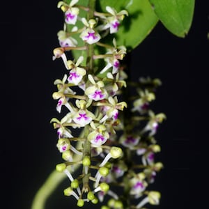 Saccolabiopsis pusilla 1 plant beautiful flower orchid collection Rare orchid species mini orchid