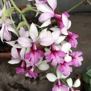 Calanthe Rose Georgene x Calanthe First Lady  1 plant /Bulb Orchid rare ,Terrestial orchid