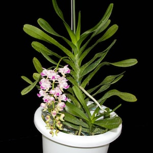 Aerides Korat Koki(fragrant) 1 plant  beautiful Orchid Hybird Vanda Orchid  Aerides Orchid