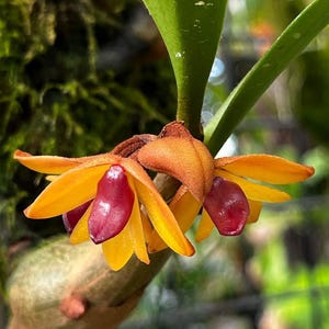 Eria orchid 1 plant , rare orchid collection miniature orchid terrarium orchid